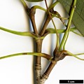 SpeciesSub: subsp. mono SpeciesSub: subsp. mono